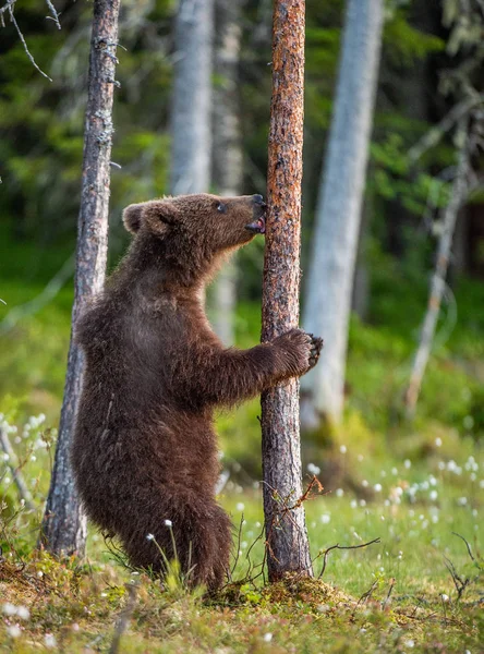Коричневий Ведмідь Дитинча Стоїть Задніх Ніжках Деревом Літньому Лісі Наукова — стокове фото