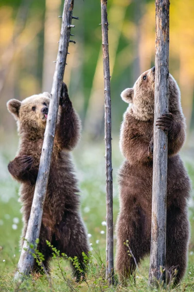 Filhotes Urso Marrom Fica Suas Patas Traseiras Nome Científico Ursus — Fotografia de Stock