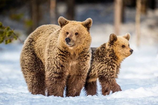 Ona Bear Niedźwiedzia Cubs Śniegu Niedźwiedzie Brunatne Lesie Zimowym Siedliska — Zdjęcie stockowe