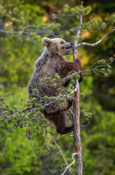 Медвежонок Сосне Зеленый Природный Фон Естественная Среда Обитания Летний Лес — стоковое фото