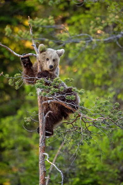 Filhote Urso Marrom Pinheiro Fundo Natural Verde Habitat Natural Floresta — Fotografia de Stock