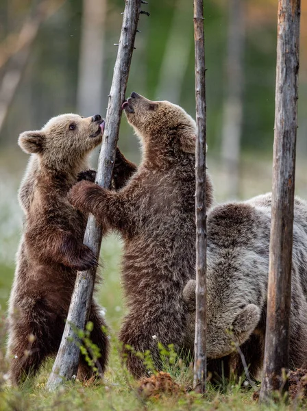 Медвежата Стоят Задних Лапах Научное Название Ursus Arctos Brown Bear — стоковое фото