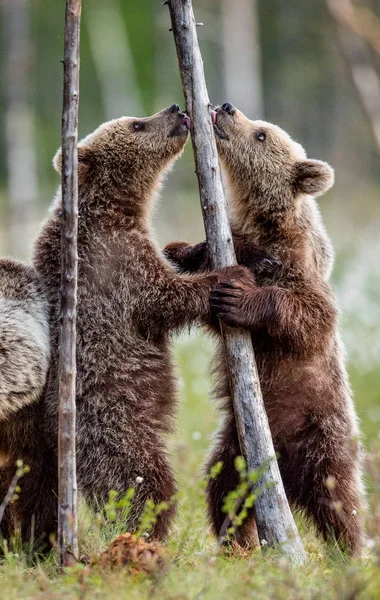 Filhotes Urso Marrom Fica Suas Patas Traseiras Nome Científico Ursus — Fotografia de Stock