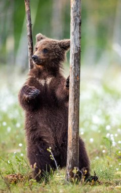 Kahverengi ayı yavrusu yaz ormanlarında bir ağacın yanında arka ayakları üzerinde duruyor. Bilimsel adı: Ursus Arctos (Kahverengi Ayı). Yeşil doğal arka plan.