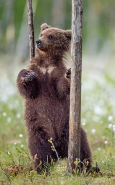 Kahverengi ayı yavrusu yaz ormanlarında bir ağacın yanında arka ayakları üzerinde duruyor. Bilimsel adı: Ursus Arctos (Kahverengi Ayı). Yeşil doğal arka plan.