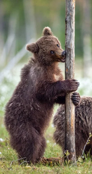 Ourson Brun Tient Sur Ses Pattes Postérieures Nom Scientifique Ursus — Photo