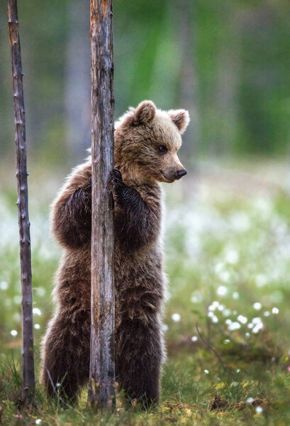 Brown bear cub stands on its hind legs by a tree in summer forest. Scientific name: Ursus Arctos ( Brown Bear). Green natural background.