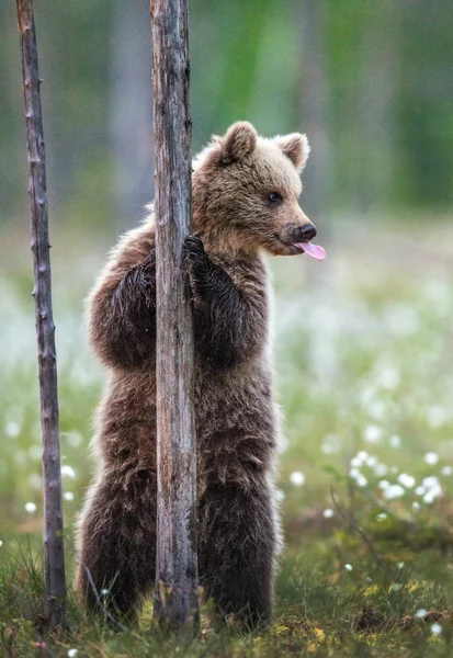 Filhote Urso Marrom Fica Suas Patas Traseiras Por Uma Árvore — Fotografia de Stock
