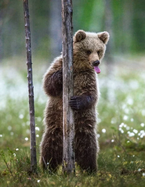 Коричневий Ведмідь Дитинча Стоїть Задніх Ніжках Деревом Літньому Лісі Показує — стокове фото