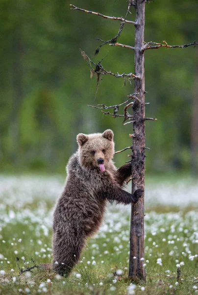 棕色熊幼崽站在夏日森林的一棵树上 用舌头站立 科学名称 乌尔苏斯 阿克托斯 绿色自然背景 — 图库照片