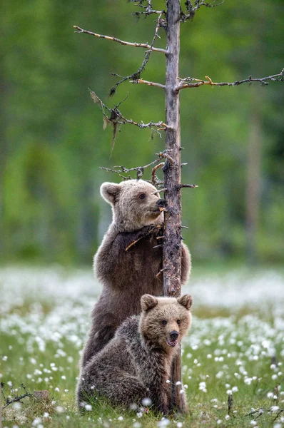 棕熊幼崽舔着一棵树 站在夏日森林的一棵树上 科学名称 乌苏斯 阿克托斯 绿色自然背景 — 图库照片