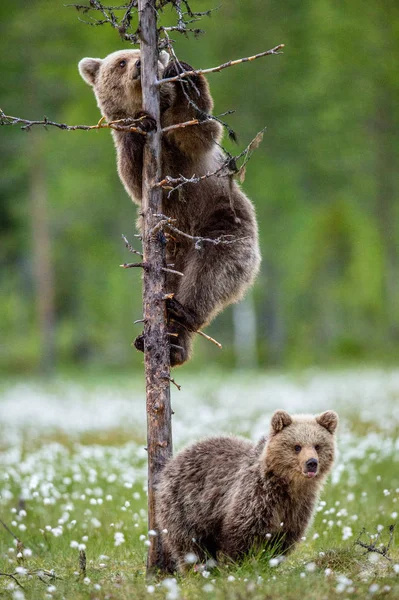 Бурые Медведи Летнем Лесу Среди Белых Цветов Научное Название Ursus — стоковое фото