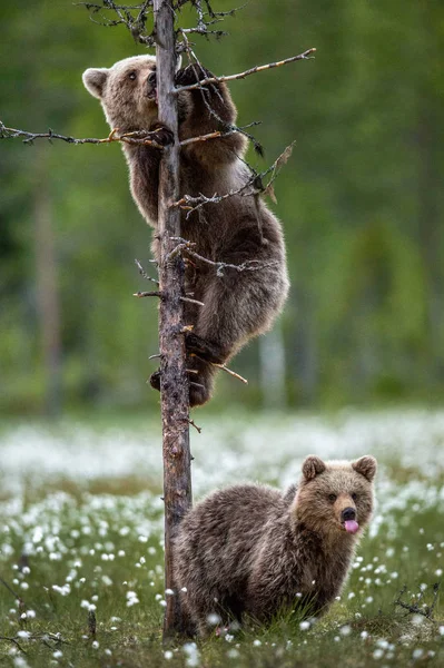 Brązowy Niedźwiedzia Cubs Lesie Letnim Wśród Białych Kwiatów Nazwa Naukowa — Zdjęcie stockowe