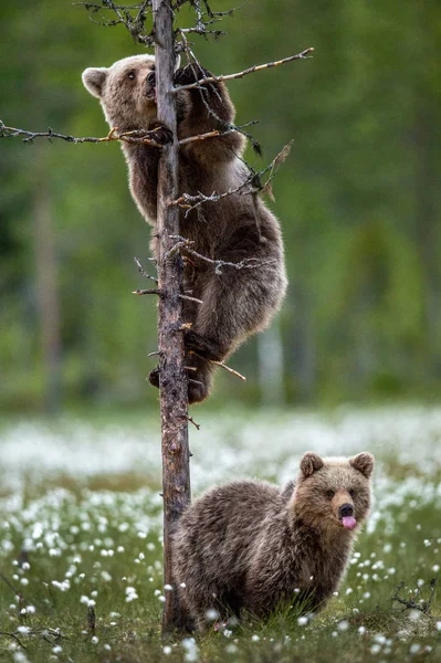 Bruine Beer Cubs Zomer Bos Tussen Witte Bloemen Wetenschappelijke Naam — Stockfoto