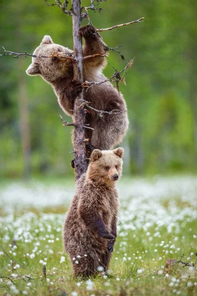 Filhotes Urso Marrom Floresta Verão Entre Flores Brancas Nome Científico — Fotografia de Stock