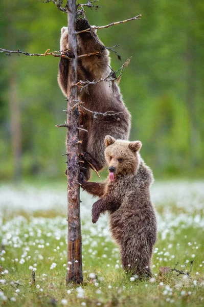 Filhotes Urso Marrom Floresta Verão Entre Flores Brancas Nome Científico — Fotografia de Stock
