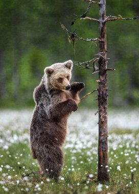 Kahverengi ayı yavrusu yaz ormanlarında bir ağacın yanında arka ayakları üzerinde duruyor. Bilimsel adı: Ursus Arctos (Kahverengi Ayı). Yeşil doğal arka plan.