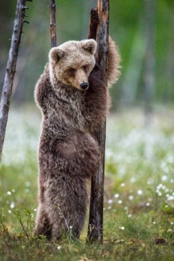 Kahverengi ayı yavrusu yaz ormanlarında bir ağacın yanında arka ayakları üzerinde duruyor. Bilimsel adı: Ursus Arctos (Kahverengi Ayı). Yeşil doğal arka plan.