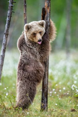 Kahverengi ayı yavrusu yaz ormanında bir ağacın yanında arka ayakları üzerinde durur ve dilini gösterir. Bilimsel adı: Ursus Arctos (Kahverengi Ayı). Yeşil doğal arka plan.