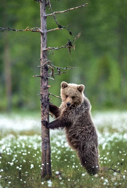 Cachorro Oso Pardo Sus Patas Traseras Junto Árbol Bosque Verano — Foto de Stock