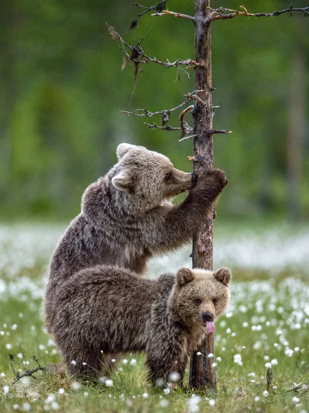 Cachorros Oso Pardo Bosque Verano Entre Flores Blancas Nombre Científico — Foto de Stock