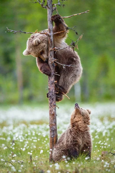 Cachorros Oso Pardo Bosque Verano Entre Flores Blancas Nombre Científico —  Fotos de Stock