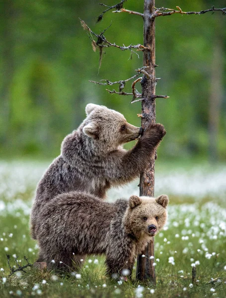 棕熊幼崽在夏林中白花丛生 科学名称 乌尔苏斯 阿克托斯 绿色自然背景 — 图库照片
