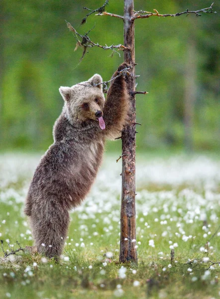 Bruine Beer Cub Staat Zijn Achterpoten Door Een Boom Zomerbos — Stockfoto