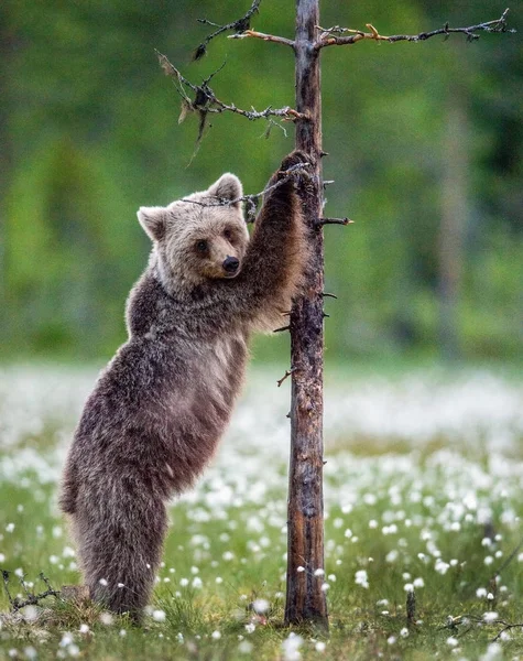 棕色熊幼崽站在夏日森林的一棵树上 科学名称 乌尔苏斯 阿克托斯 绿色自然背景 — 图库照片
