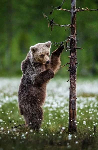 Filhote Urso Marrom Fica Suas Patas Traseiras Por Uma Árvore — Fotografia de Stock