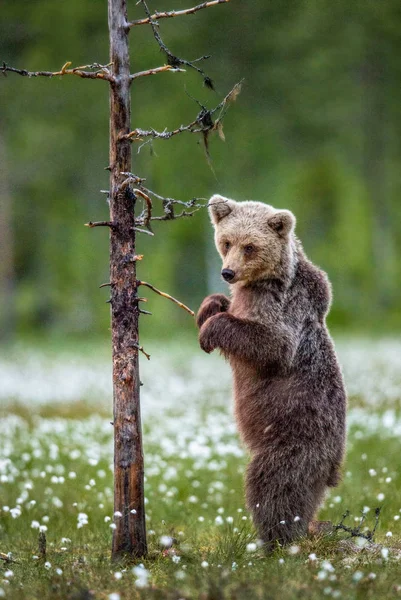 棕色熊幼崽站在夏日森林的一棵树上 科学名称 乌尔苏斯 阿克托斯 绿色自然背景 — 图库照片