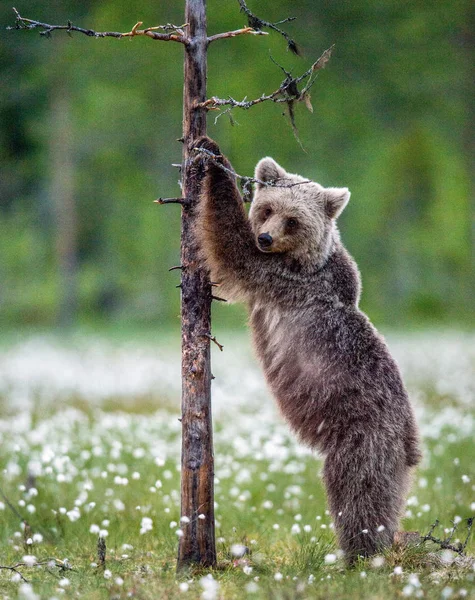 ヒグマのカブは 夏の森の木のそばに後ろ足で立っています アーサス アークトス ヒグマ 緑の自然の背景 — ストック写真