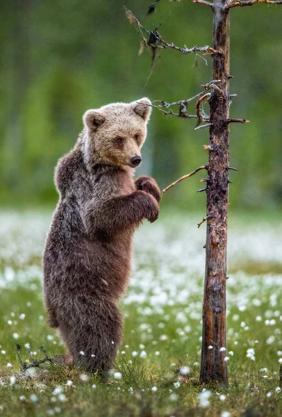 Медвежонок Стоит Задних Лапах Дерева Летнем Лесу Научное Название Ursus — стоковое фото