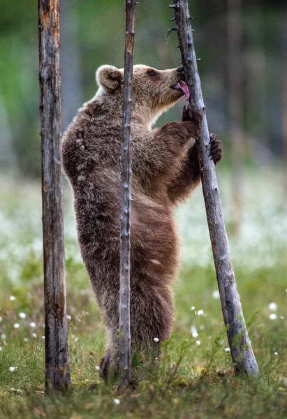 棕熊幼崽舔着一棵树 站在夏日森林的一棵树上 科学名称 乌苏斯 阿克托斯 绿色自然背景 夏季的自然栖息地 — 图库照片