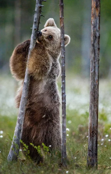 Cucciolo Orso Bruno Lecca Albero Piedi Sulle Zampe Posteriori Albero — Foto Stock