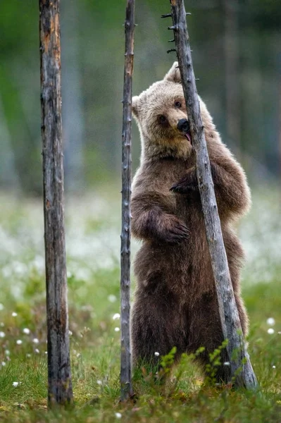 Filhote Urso Marrom Lambe Uma Árvore Suas Patas Traseiras Uma — Fotografia de Stock