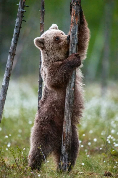 Filhote Urso Marrom Lambe Uma Árvore Suas Patas Traseiras Uma — Fotografia de Stock