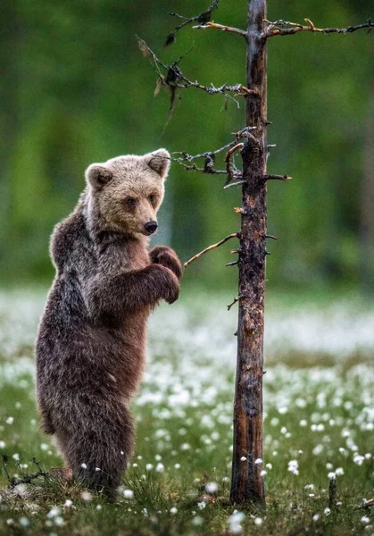 Καφέ Αρκουδάκι Στέκεται Στα Πίσω Πόδια Του Από Ένα Δέντρο — Φωτογραφία Αρχείου