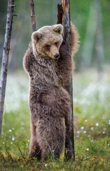 Cucciolo Orso Bruno Trova Sulle Zampe Posteriori Accanto Albero Nella — Foto Stock