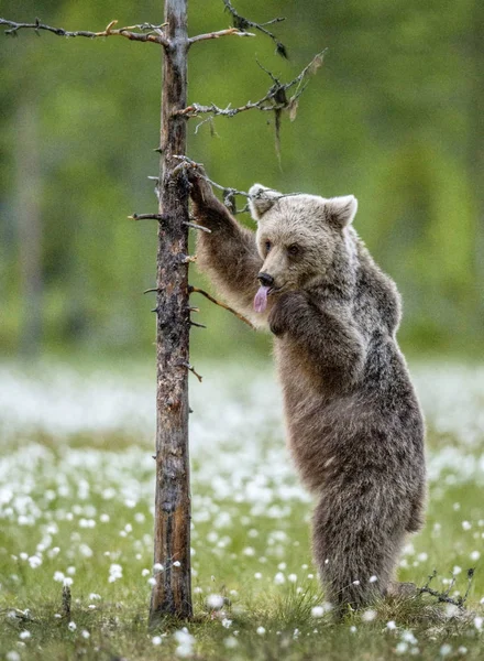 Bruine Beer Cub Staat Zijn Achterpoten Door Een Boom Zomerbos — Stockfoto