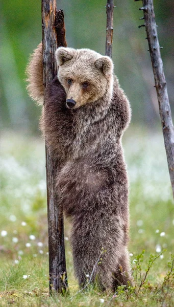 Brown Bear Cub Stands Its Hind Legs Tree Summer Forest — Stock Photo, Image