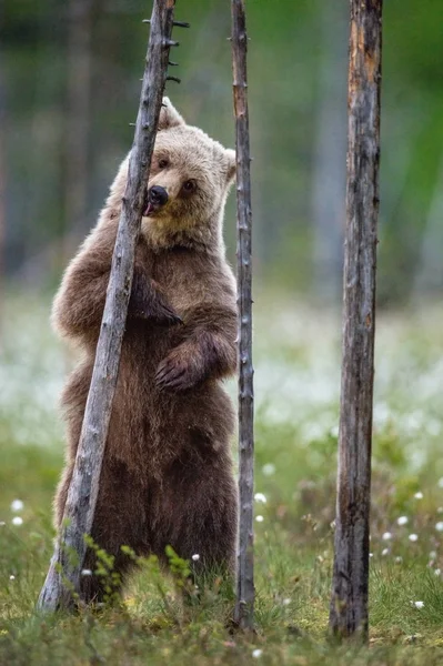Καφέ Αρκούδα Γλείφει Ένα Δέντρο Στέκεται Στα Πίσω Πόδια Του — Φωτογραφία Αρχείου