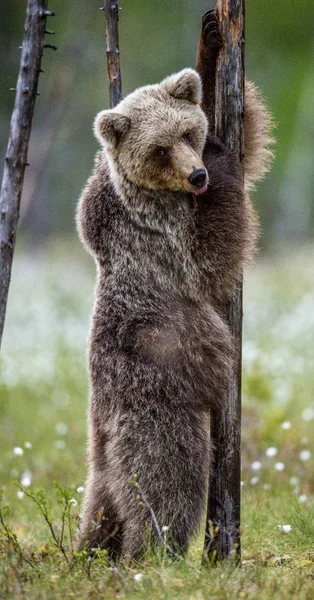 棕色熊幼崽站在夏日森林的一棵树上 用舌头站立 科学名称 乌尔苏斯 阿克托斯 绿色自然背景 — 图库照片