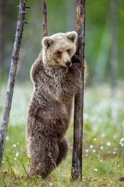 Filhote Urso Marrom Fica Suas Patas Traseiras Por Uma Árvore — Fotografia de Stock