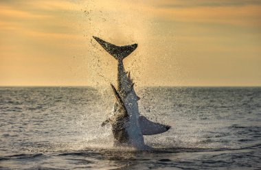 Büyük Beyaz Köpekbalığı'ndan atlıyor. Bilimsel adı: Carcharodon carcharias. Güney Afrika