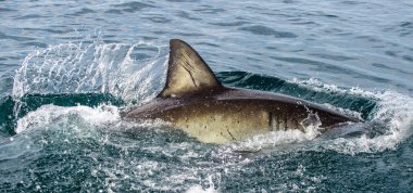 Köpekbalığı sırtı ve suyun üzerinde sırt yüzgeci. Büyük beyaz köpekbalığı yüzgeci, Carcharodon carcharias, Güney Afrika, Atlantik Okyanusu
