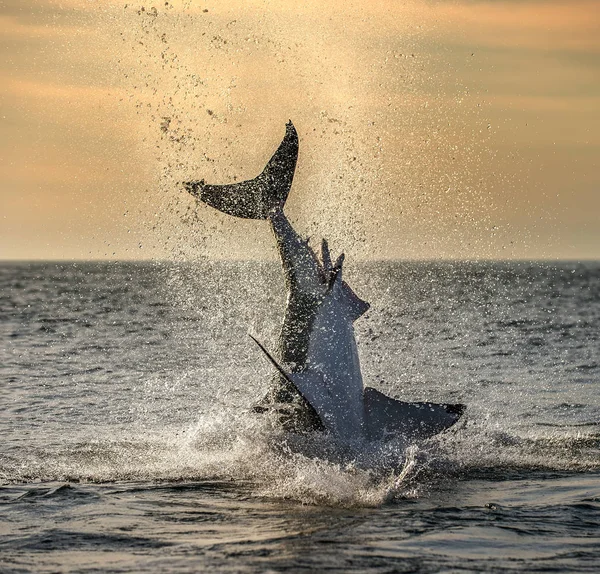 Jumping Great White Shark Scientific Name Carcharodon Carcharias South Africa — Stock Photo, Image