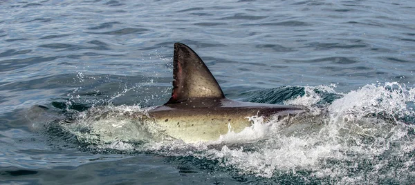 Tubarão Para Trás Barbatana Dorsal Acima Água Barbatana Grande Tubarão — Fotografia de Stock