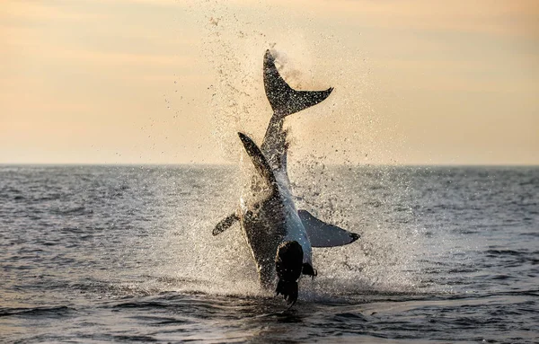 Saltando Gran Tiburón Blanco Nombre Científico Carcharodon Carcharias Sudafrica —  Fotos de Stock