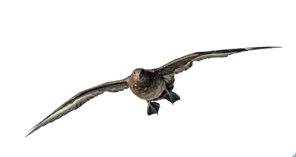 Great Skua Flight Front View White Background Scientific Name Catharacta — Stock Photo, Image